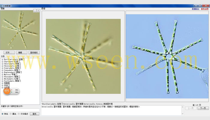 AlgaeAC-PF1型藻类自动分类计数仪,藻密度自动检测仪,藻类分析仪,藻类计数仪