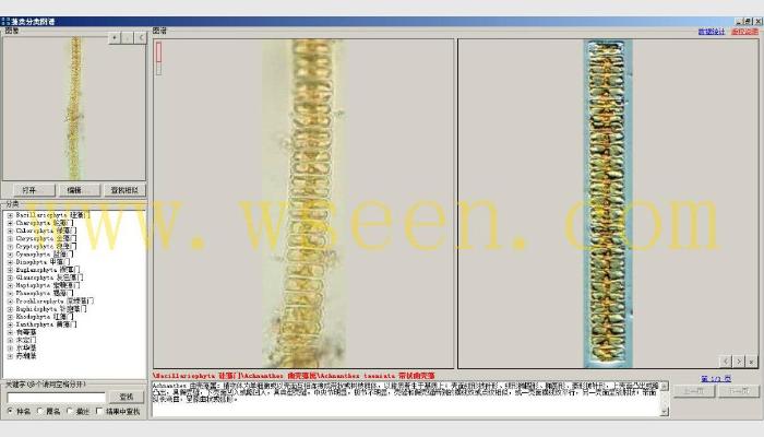 AlgaeC藻类计数分析智能鉴定系统,藻类计数仪