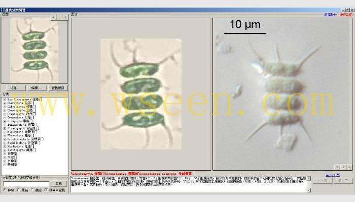 AlgaeC藻类计数分析智能鉴定系统,藻类计数仪