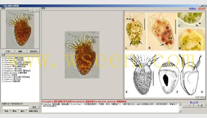 AlgaeC浮游生物计数分析智能鉴定系统（浮游动物鉴定模块）