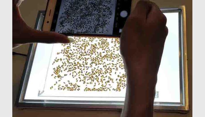 SC-H手机拍照款种子数粒仪,自动计数仪