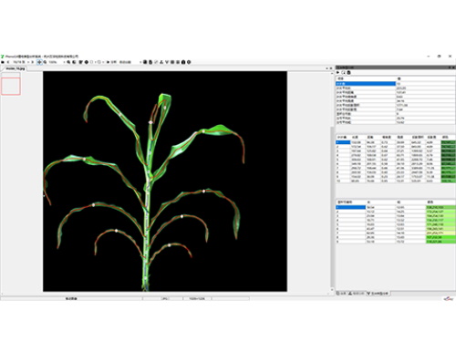 植物表型测量分析